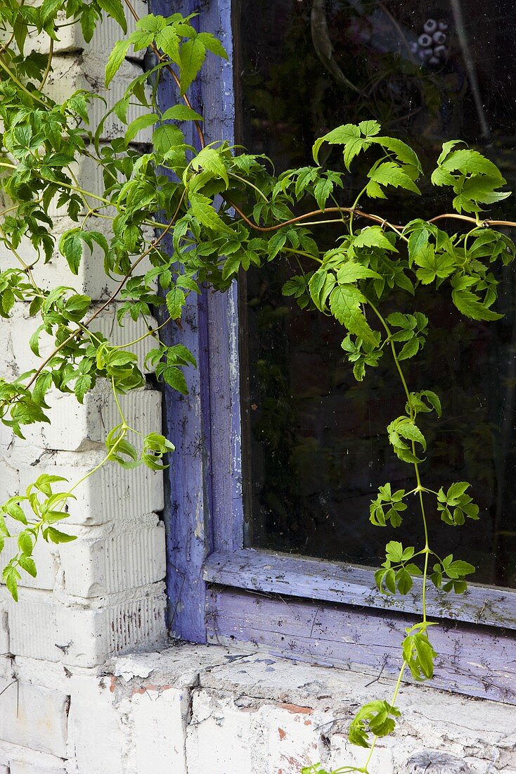 Altes Fenster mit Wildem Wein