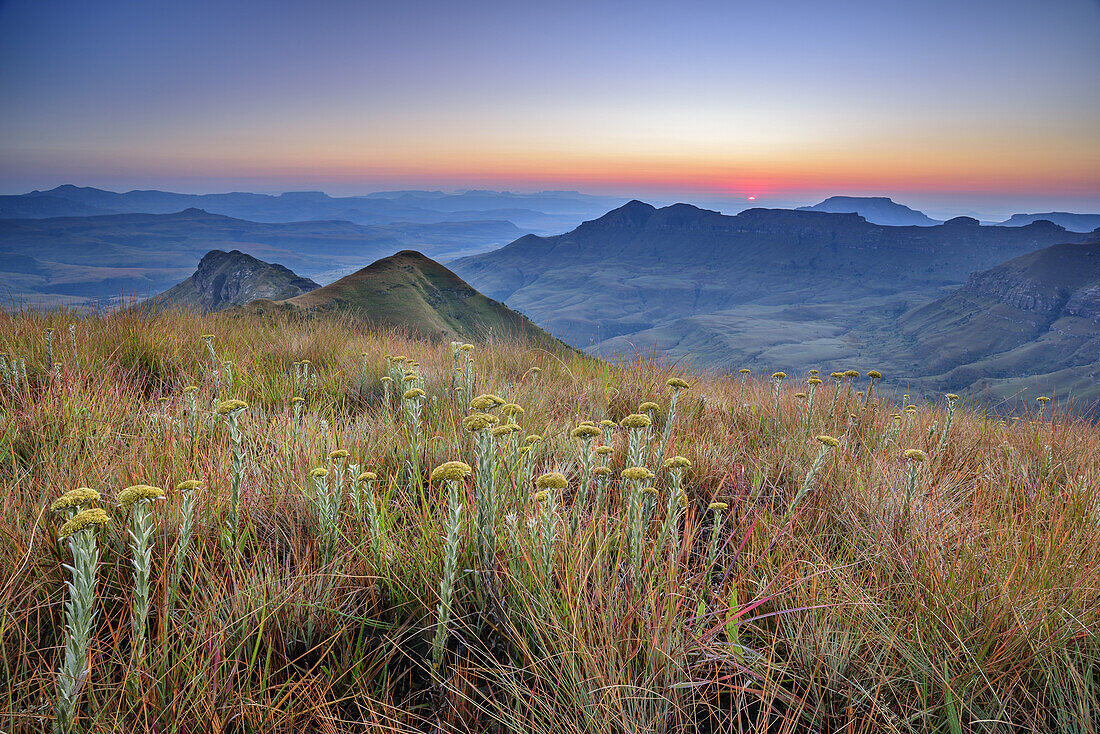 Sunrise above Little Berg, Tugela Valley, Amphitheatre, Royal Natal, Drakensberg, uKhahlamba-Drakensberg Park, UNESCO World Heritage Site Maloti-Drakensberg-Park, KwaZulu-Natal, South Africa