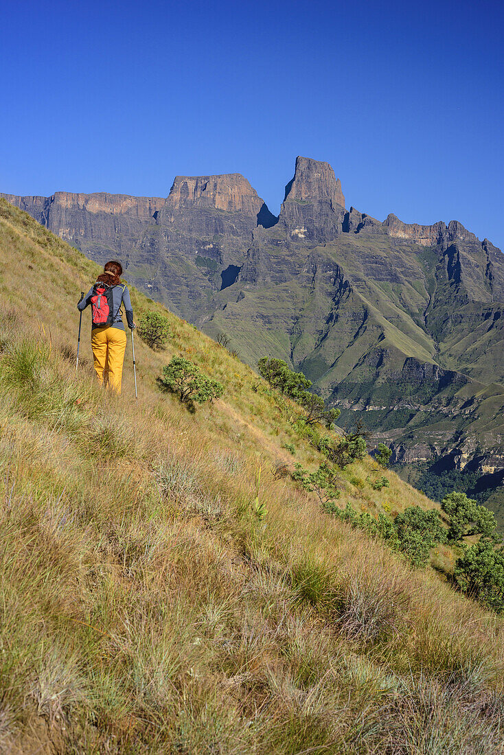 Frau beim Wandern vor Amphitheatre mit Sentinel, Tugela Valley, Amphitheatre, Royal Natal, Drakensberge, uKhahlamba-Drakensberg Park, UNESCO Welterbe Maloti-Drakensberg-Park, KwaZulu-Natal, Südafrika