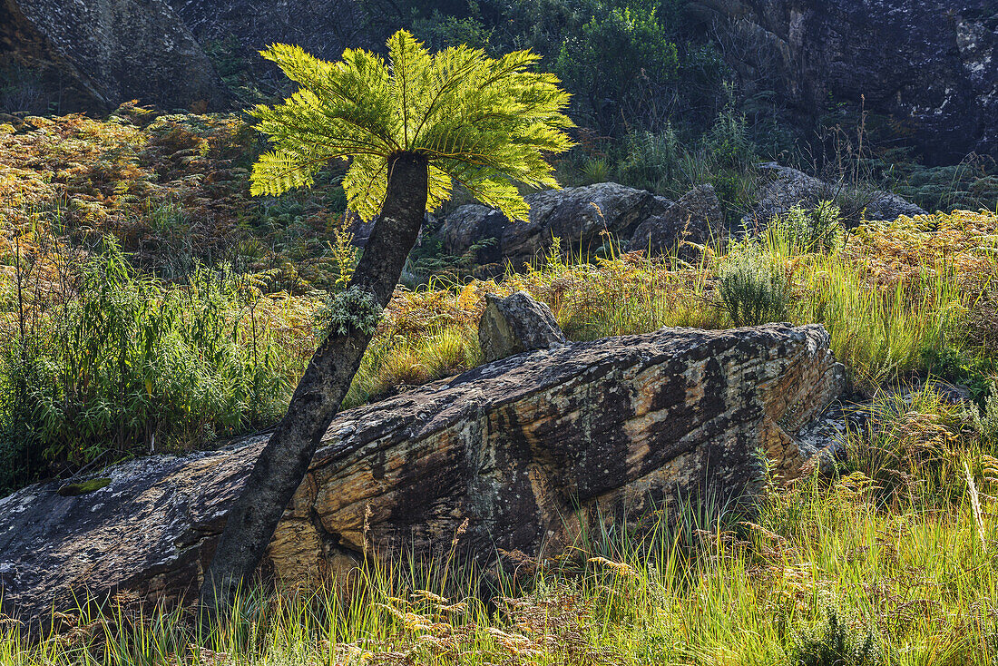 Tree fern, Cathedral Peak, Mlambonja Wilderness Area, Drakensberg, uKhahlamba-Drakensberg Park, UNESCO World Heritage Site Maloti-Drakensberg-Park, KwaZulu-Natal, South Africa