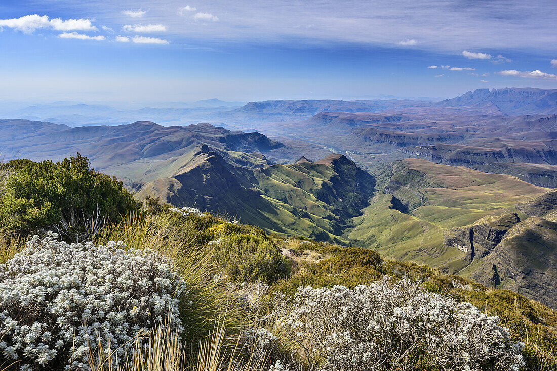 Tiefblick ins Tal vom Cathedral Peak, Mlambonja Wilderness Area, Drakensberge, uKhahlamba-Drakensberg Park, UNESCO Welterbe Maloti-Drakensberg-Park, KwaZulu-Natal, Südafrika