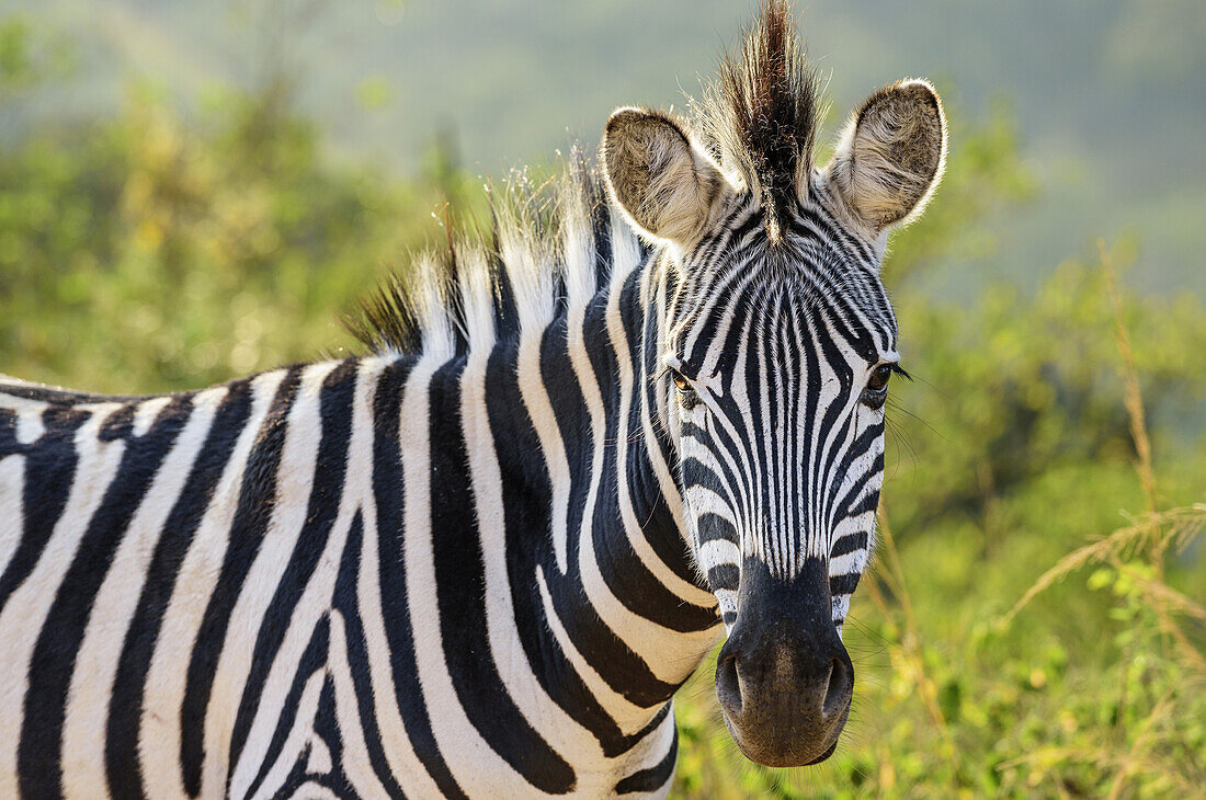 Zebra, Natal Lion Park, Pietermaritzburg, KwaZulu-Natal, Südafrika