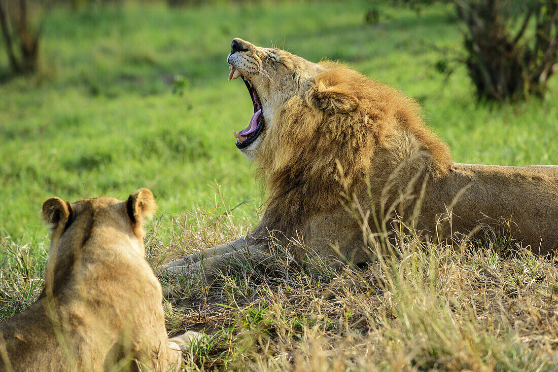 Männlicher Löwe gähnt, Weibchen unscharf daneben, Natal Lion Park, Pietermaritzburg, KwaZulu-Natal, Südafrika