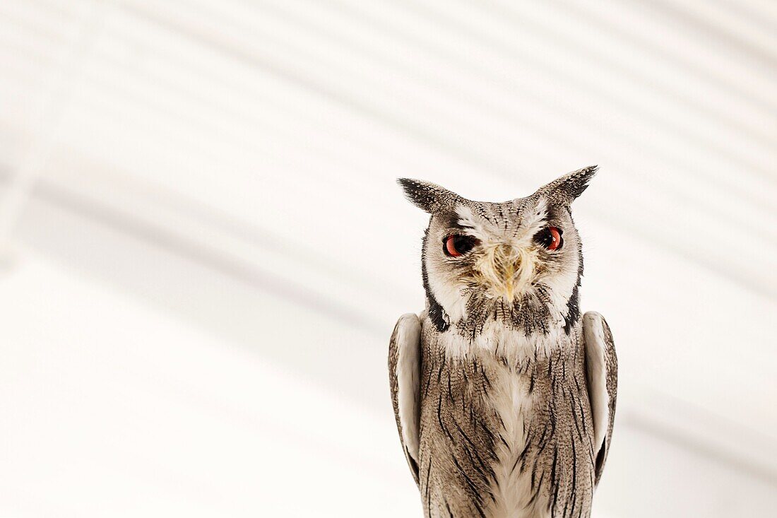 White-faced scops (Otus leucotis)