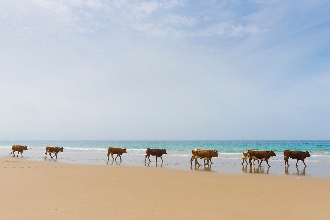 Cows at the beach. Bolonia, Tarifa, Costa de la Luz, Andalusia, Southern Spain.