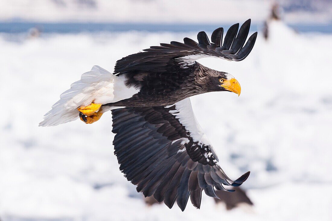 Steller´s Sea Eagle, Haliaeetus pelagicus, in flight, Rausu, offshore Hokkaido, Sea of Okhotsk, Japan.