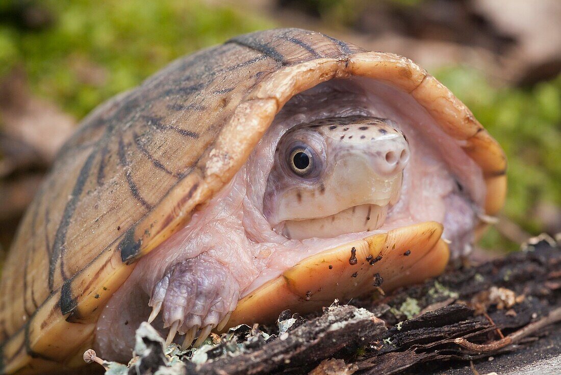 Loggerhead musk turtle, Sternotherus minor, native to southeastern United States.