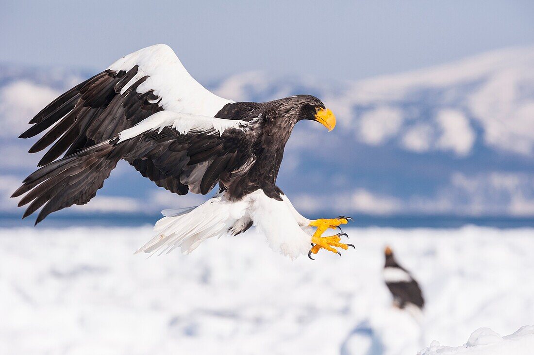 Steller´s Sea Eagle, Haliaeetus pelagicus, landing, Rausu, offshore Hokkaido, Sea of Okhotsk, Japan.