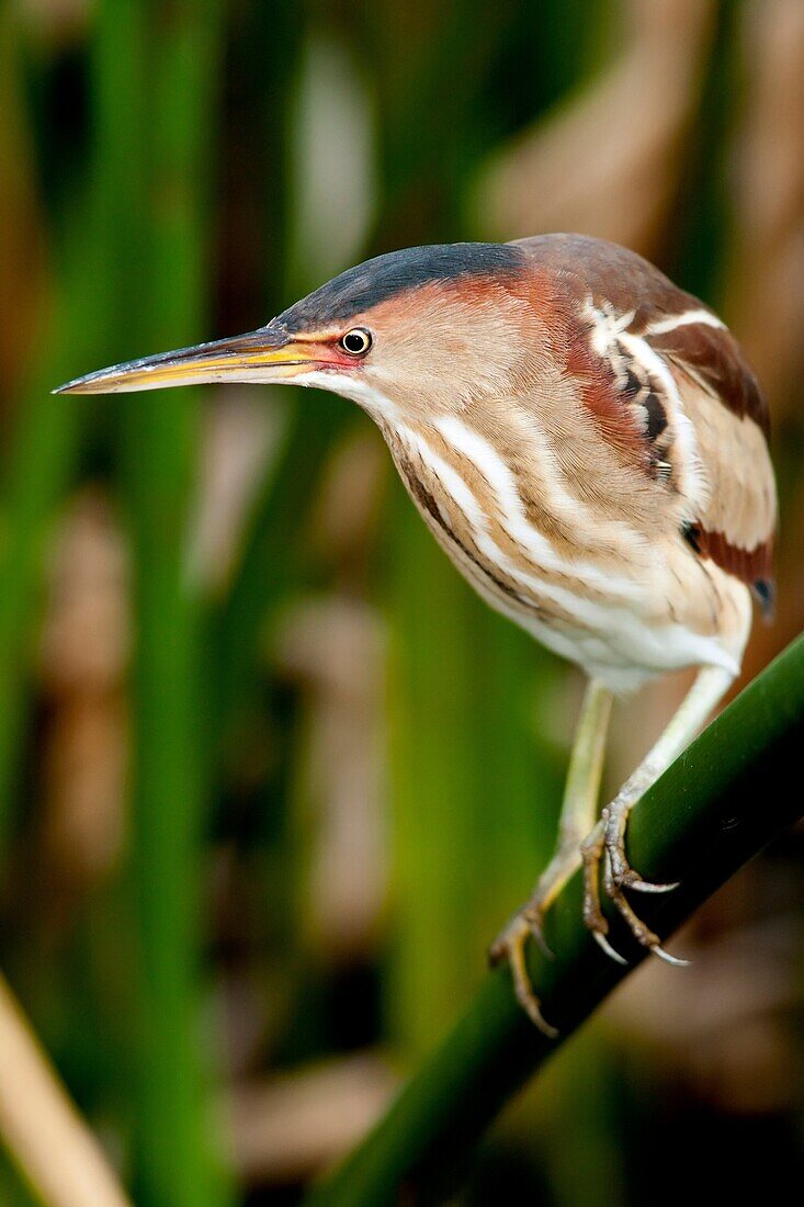 Least Bittern - Green Cay Wetlands - Boynton Beach, Florida USA.