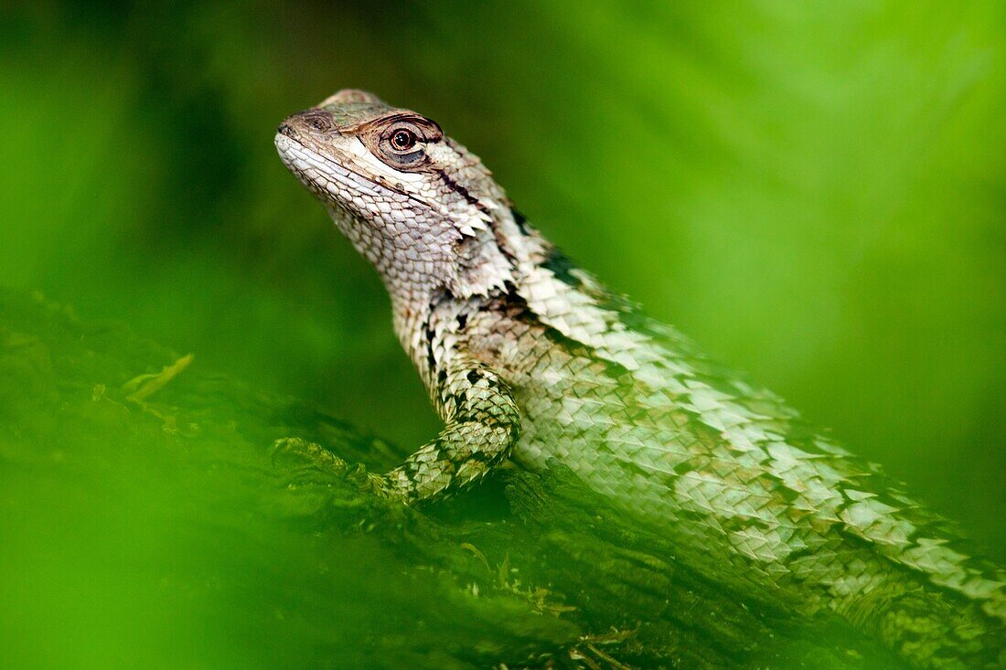 Texas Spiny Lizard (Sceloporus olivaceus) - Camp Lula Sams - Brownsville, Texas USA.