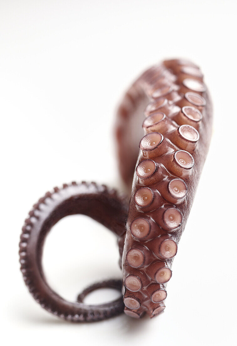 Close-up of a boiled octopus tentacle on a white background.