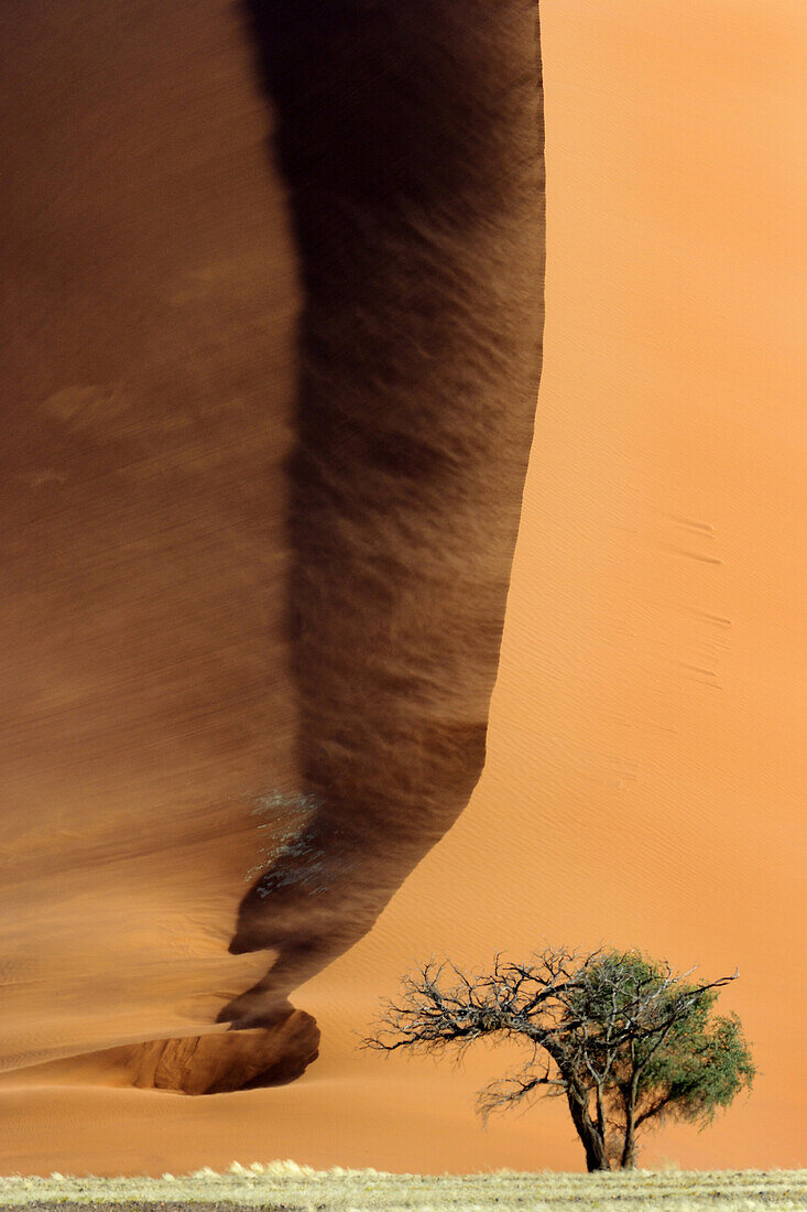 Camel Thorn (Acacia erioloba) growing at the foot of a Red Sossusvlei Dune.