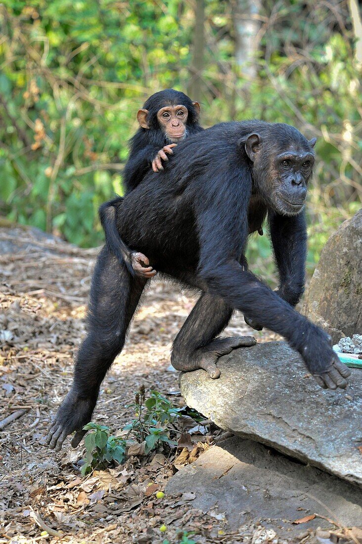Chimpanzee (Pan troglodytes) mother with baby on her back.