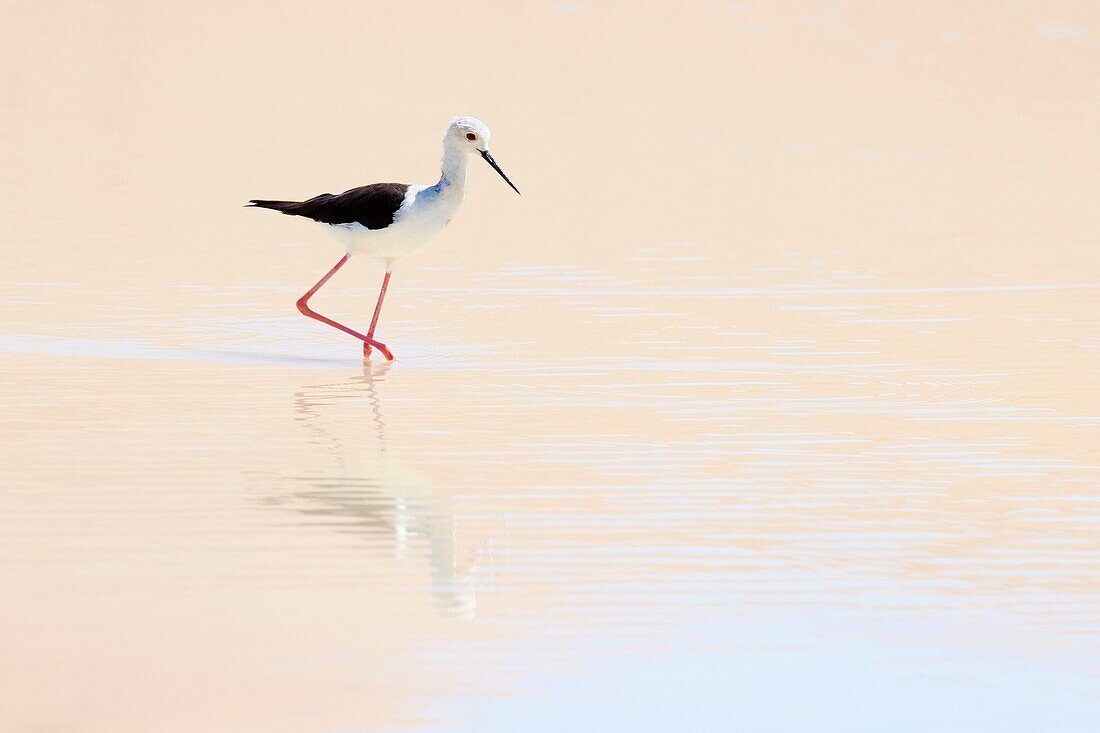 Black-winged Stilt (Himantopus himantopus) foraging in water with reflection, Sossusvlei, Namibia.