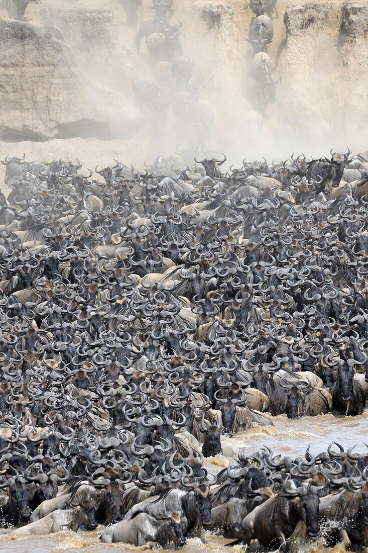 Herd of Blue Wildebeest (Connochaetes taurinus) crossing the Mara River, Serengeti national park, Tanzania.