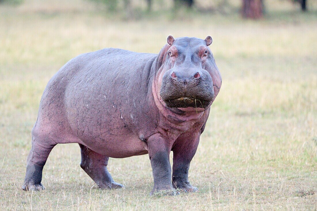 Hippopotamus (Hippopotamus amphibius) standing on savanna, looking at camera.