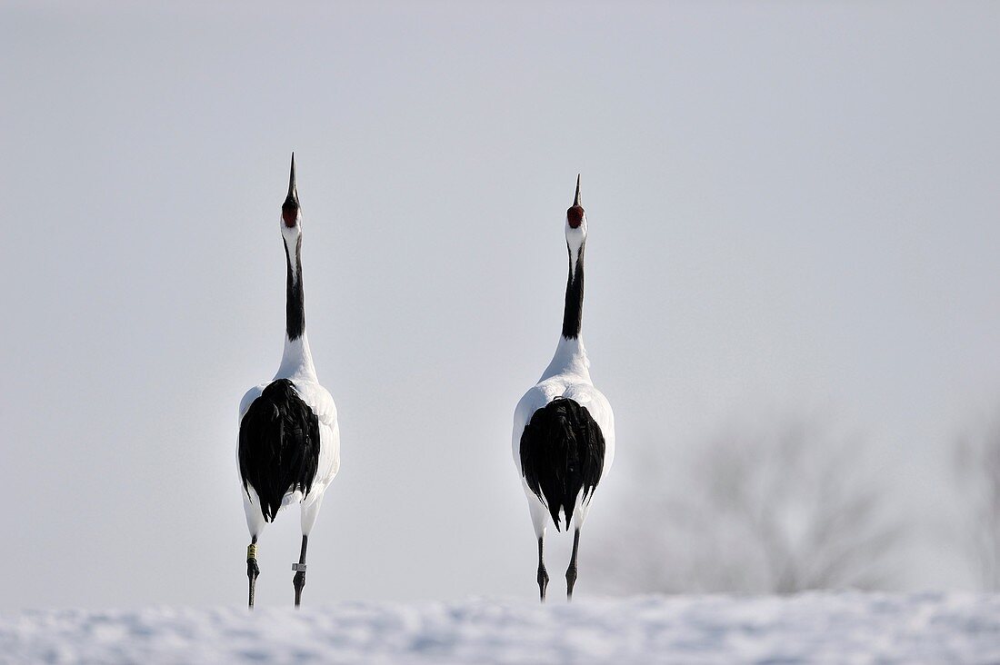 Two Japanese red-crowned cranes (Grus japonensis) displaying courtship in snow, Akan, Hokkaido, Japan.