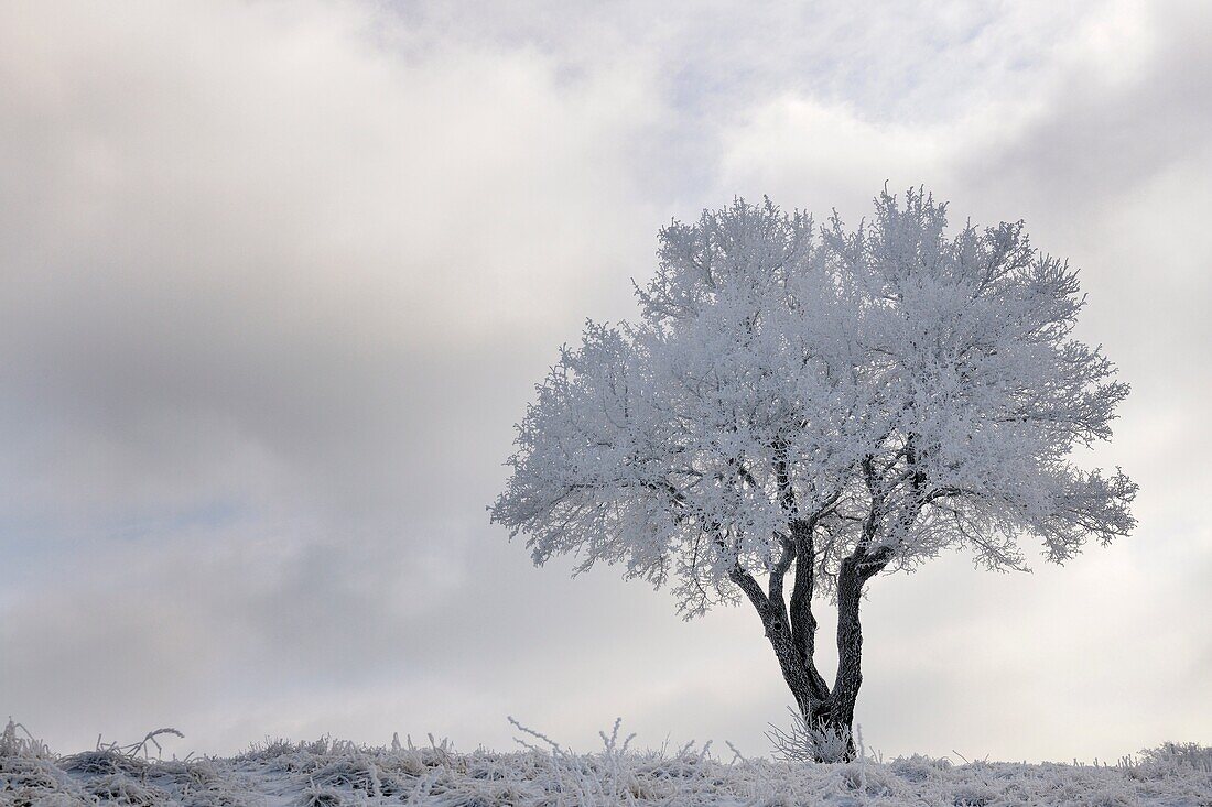 Landscape with view on frozen tree.