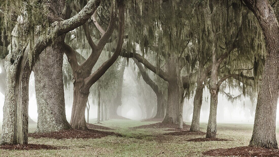 A de-saturated double row of Oak trees in the mist form a magical lane that disappears into the distance. St. Simons Island, Georgia, USA