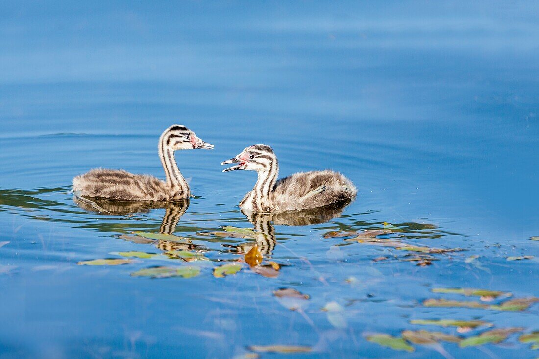 Great Crested Grebe -Podiceps cristatus- in the Lac du Bourget, Savoie, Rhône-Alpes, Francia.