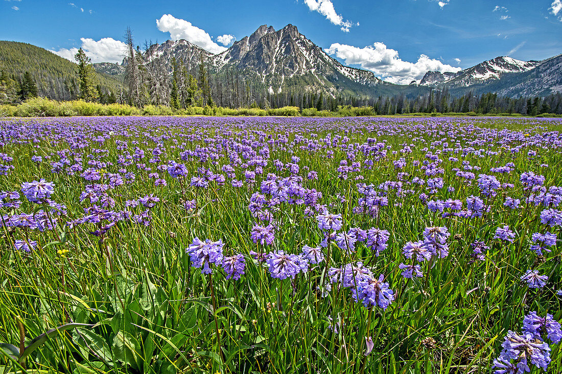 Sawtooth Mountains, Penstemon wildflowers in a meadow below McGown Peak in the Sawtooth Mountains near Stanley Lake in central Idaho.