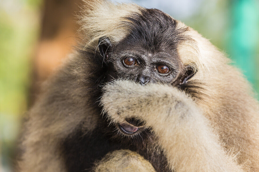 Adult female pileated gibbon (Hylobates pileatus) adopted by monks at Wat Hanchey, Kampong Cham Province, Cambodia (Khmer).