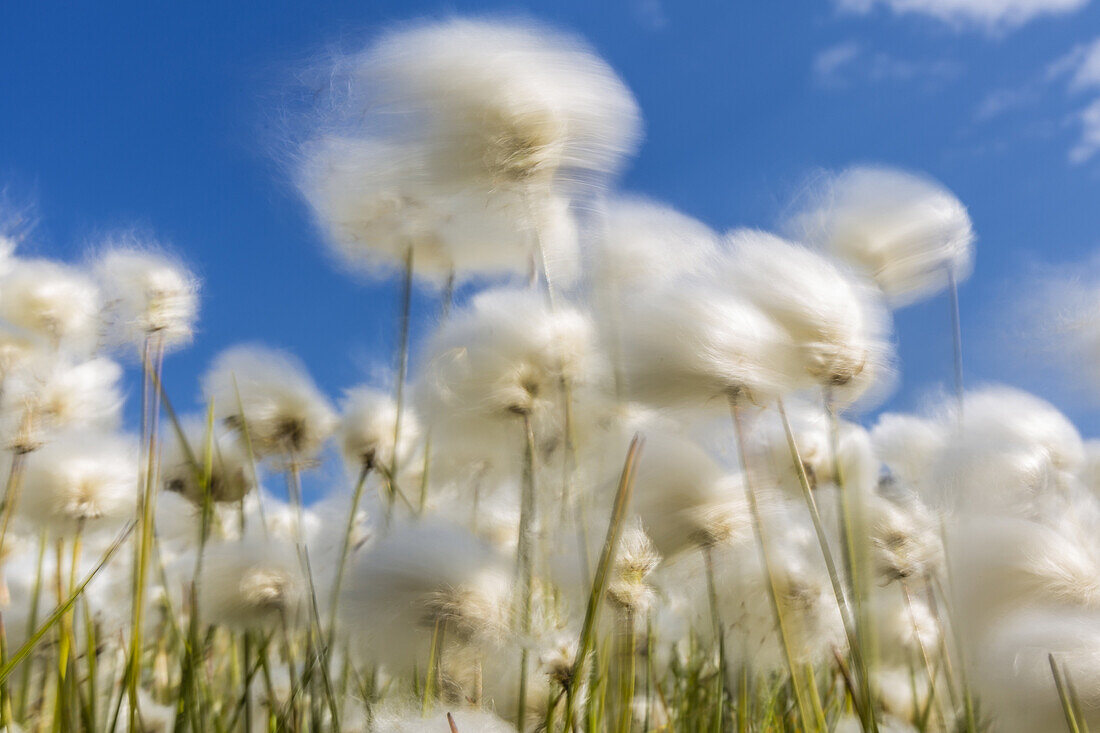 Arctic cotton grass, Eriophorum scheuchzeri, flowering in Sisimiut, Greenland.