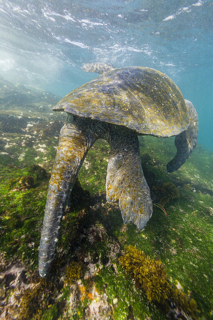 Adult male green sea turtle, Chelonia mydas, feeding underwater near Isabela Island, Galapagos Islands, Ecuador.