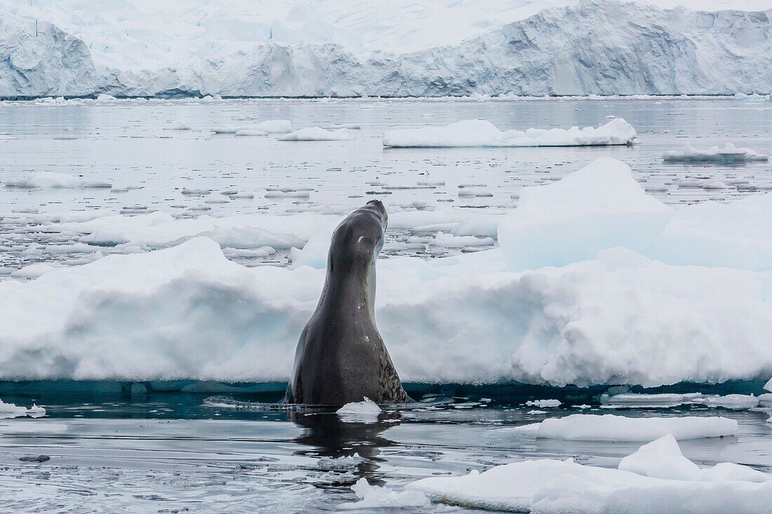 Adult leopard seal, Hydrurga leptonyx, looking for prey in Cierva Cove, on the western side of the Antarctic Peninsula, Antarctica.