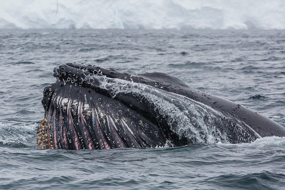 Adult humpback whale, Megaptera novaeangliae, lunge-surface feeding in Orne Harbor, Antarctica.
