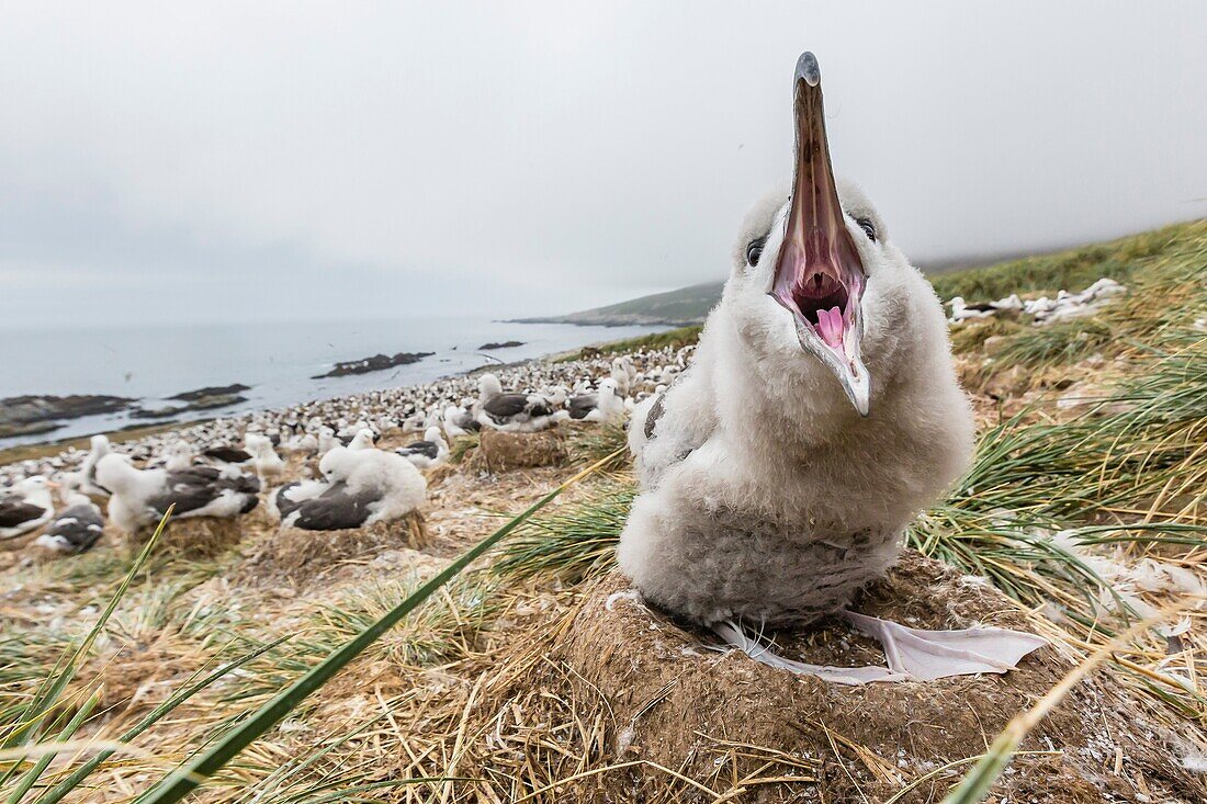 Black-browed albatross, Thalassarche melanophris, hungry chick in breeding colony on Steeple Jason Island, Falkland Islands, UK Overseas Protectorate.