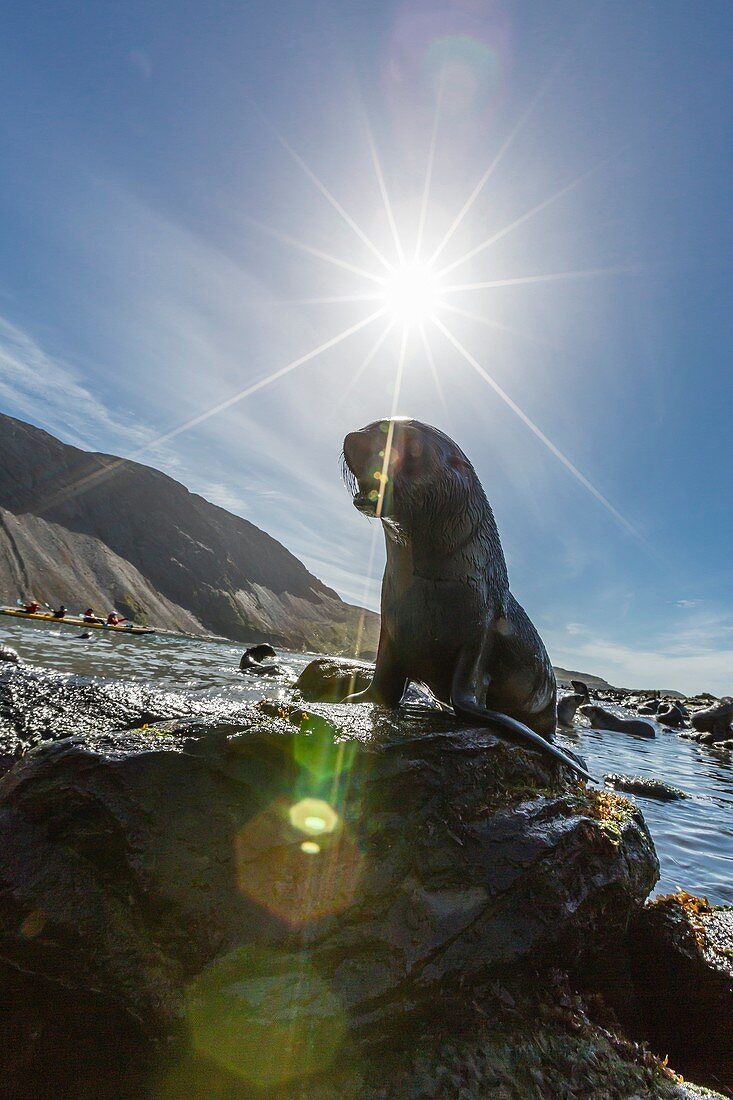 Antarctic fur seal, Arctocephalus gazella, along the shoreline in Ocean Harbor, South Georgia, UK Overseas Protectorate.