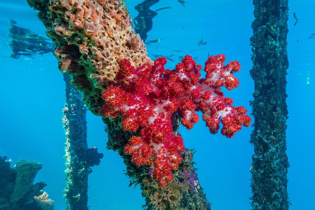 Soft corals cling to the dock on Sebayur Island, Komodo National Park, Indonesia.