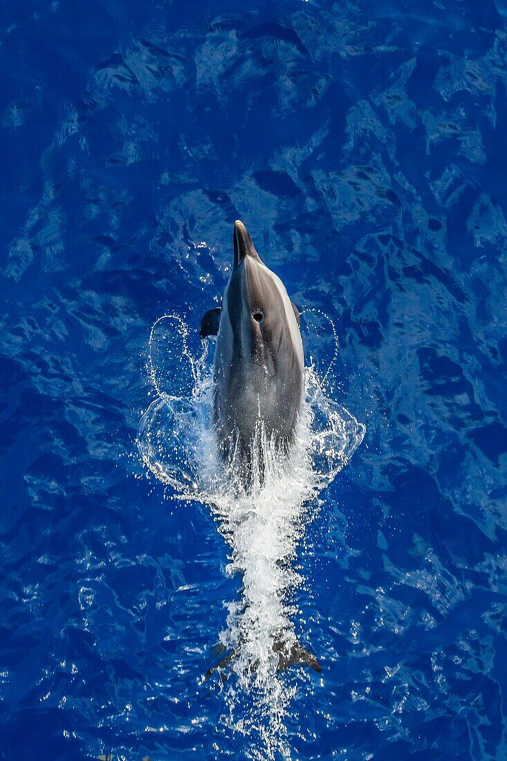 Adult striped dolphin, Stenella coeruleoalba, leaping near La Gomera, Canary Islands, Spain.