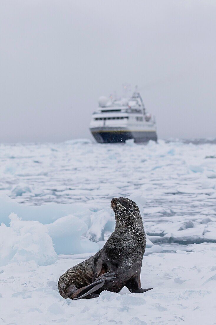 The Lindblad Expeditions ship National Geographic Orion with an Antarctic fur seal on sea ice in the Weddell Sea, Antarctica.