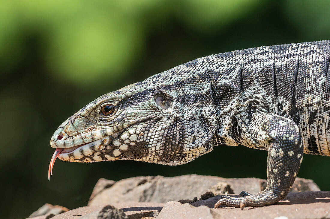 Argentine tegu lizard, Tupinambis merianae, in Iguazú Falls National Park, Misiones, Argentina, South America.