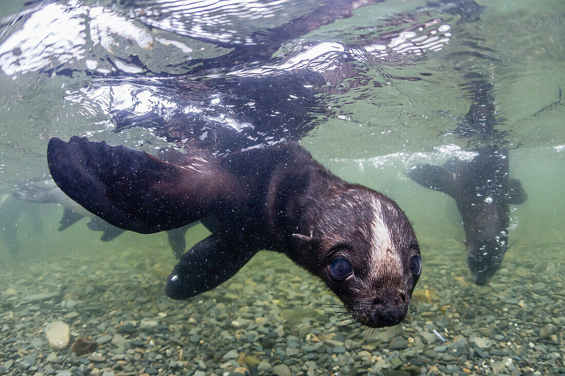 Curious Antarctica fur seal pups, Arctocephalus gazella, underwater in Husvik Bay, South Georgia, UK Overseas Protectorate.
