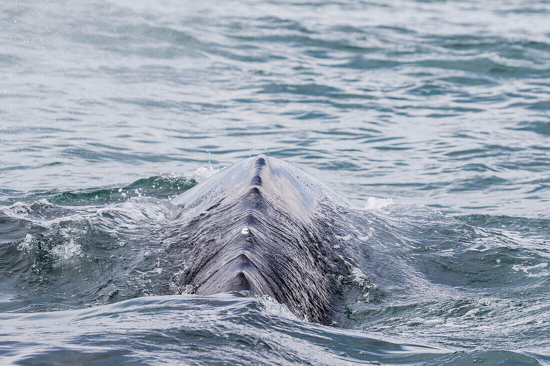 California gray whale, Eschrichtius robustus, surfacing in San Ignacio Lagoon, Baja California Sur, Mexico.