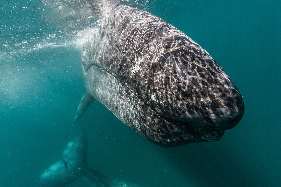 California gray whale, Eschrichtius robustus, mother and calf underwater in San Ignacio Lagoon, Baja California Sur, Mexico.