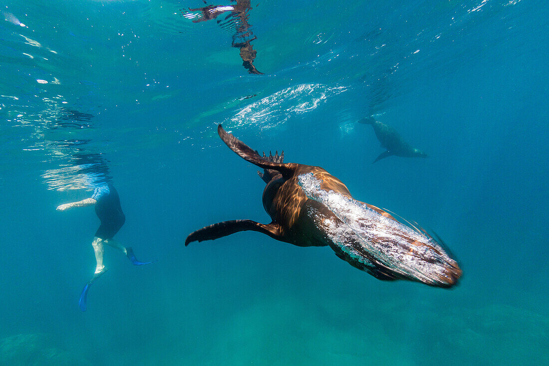 Adult California sea lion, Zalophus californianus, underwater at Los Islotes, Baja California Sur, Mexico.