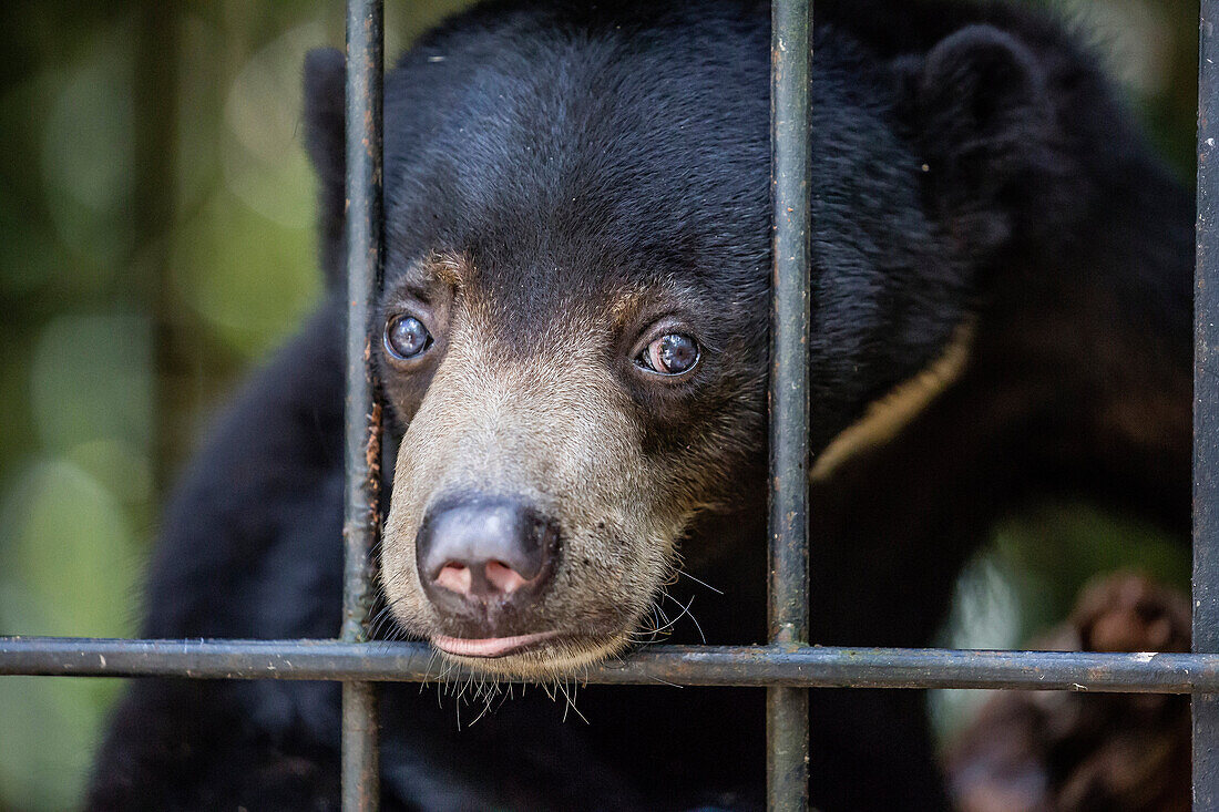 A young sun bear, Helarctos malayanus, confiscated from the pet trade, Camp Leakey, Tanjung Puting NP, Borneo, Indonesia.