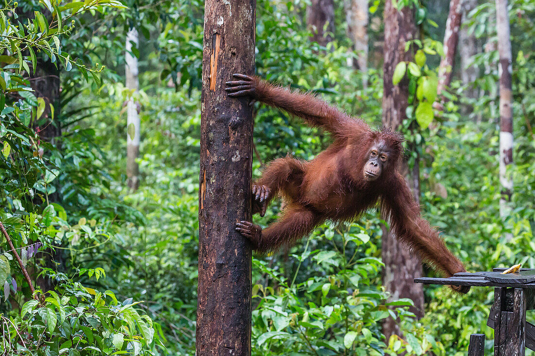Reintroduced adult orangutan, Pongo pygmaeus, Camp Leakey, Tanjung Puting National Park, Borneo, Indonesia.