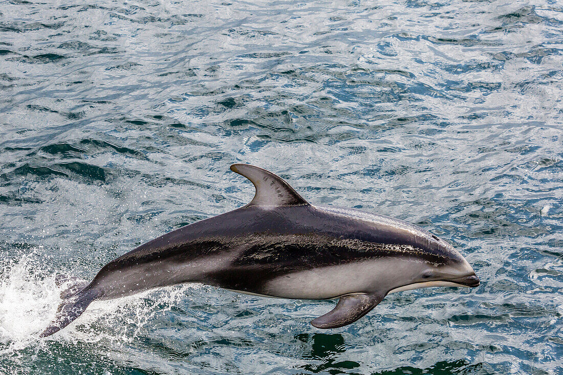 Pacific white-sided dolphin, Lagenorhynchus obliquidens, surfacing in Johnstone Strait, British Columbia, Canada.