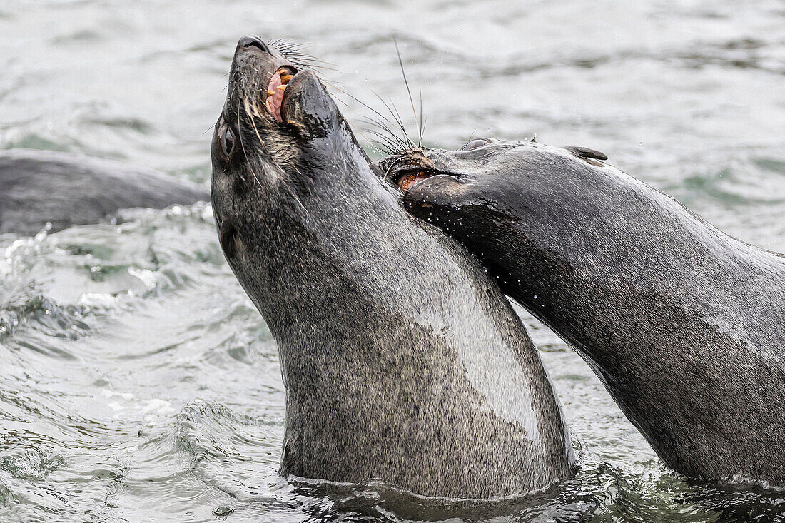 Young Antarctic fur seals, Arctocephalus gazella, mock fighting in Grytviken Harbor, South Georgia.