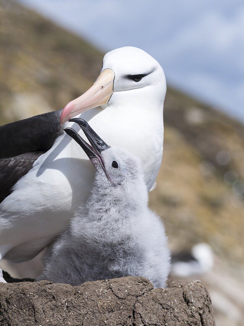 Black-browed Albatross ( Thalassarche melanophris ) or Mollymawk, chick with adult bird on tower shaped nest. South America, Falkland Islands, January.