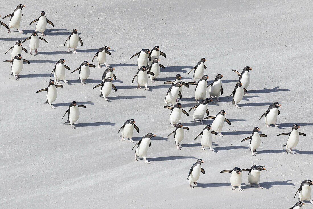 Rockhopper penguin (Eudyptes chrysocome), subspecies southern rockhopper penguin (Eudyptes chrysocome chrysocome). landing as a group to give individuals safety in numbers, crossing the wet beach. South America, Falkland Islands, January.