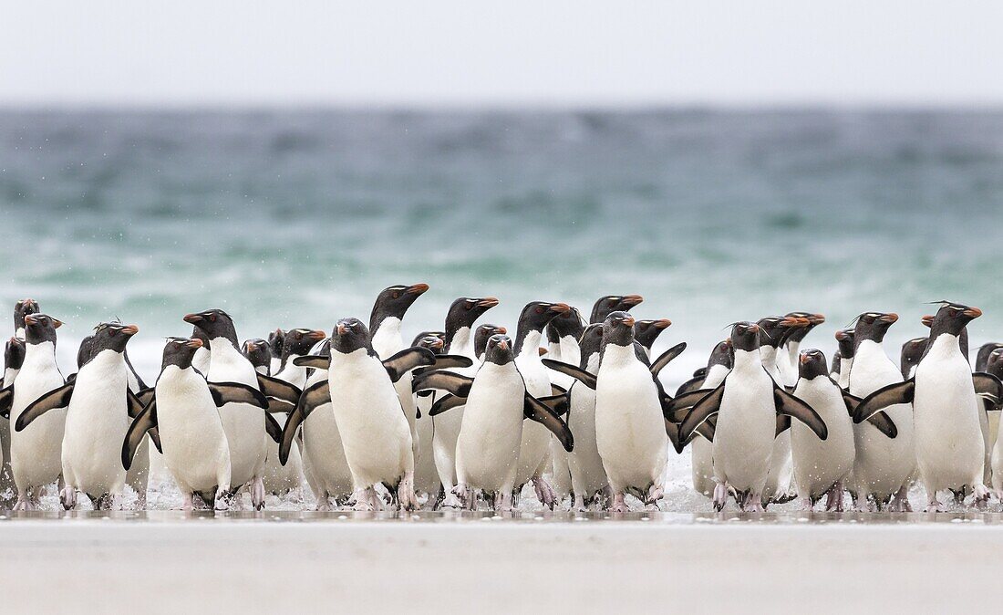 Rockhopper penguin (Eudyptes chrysocome), subspecies southern rockhopper penguin (Eudyptes chrysocome chrysocome). landing as a group to give individuals safety in numbers, crossing the wet beach. South America, Falkland Islands, January.