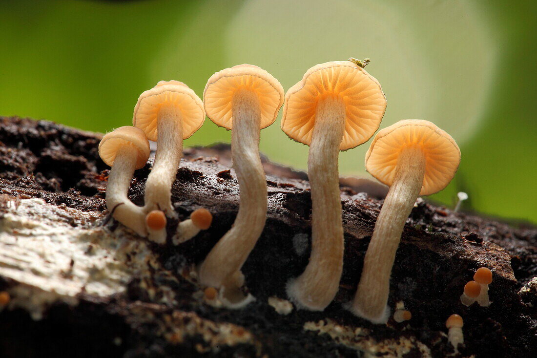 Mushroom, Fungi, on tree trunk, borneo