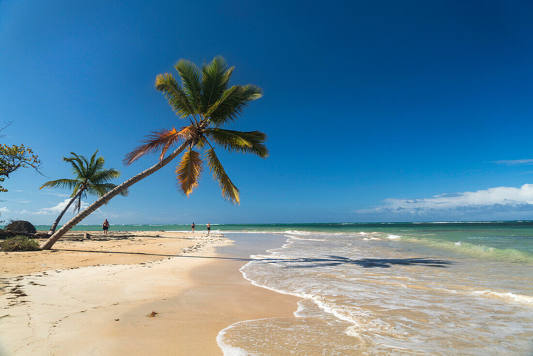 Palm fringed sandy beach of El Portillo, Las Terrenas, Samana, Dominican Republic, Carribean, America,.