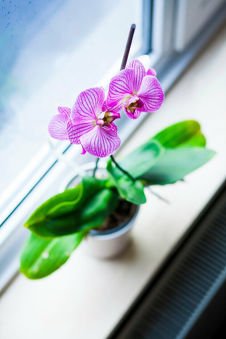 Orchid pov
